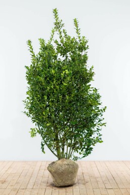 Houx / Ilex Meserveae Blue Prince 175-200 cm