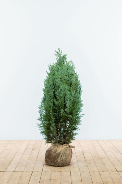 Cypres / Chamaecyparis Lawsoniana Columnaris Glauca 60-80 cm