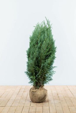 Cypres / Chamaecyparis Lawsoniana Columnaris Glauca 80-100 cm