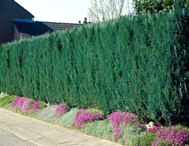 Cypres / Chamaecyparis Lawsoniana Columnaris Glauca 80-100 cm