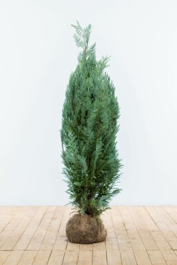 Cypres / Chamaecyparis Lawsoniana Columnaris Glauca 100-120 cm