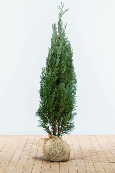 Cypres / Chamaecyparis Lawsoniana Columnaris Glauca 120-140 cm