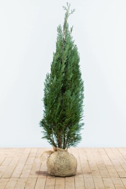 Cypres / Chamaecyparis Lawsoniana Columnaris Glauca 120-140 cm