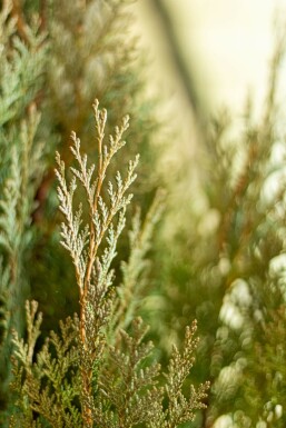 Cypres / Chamaecyparis Lawsoniana Columnaris Glauca 120-140 cm