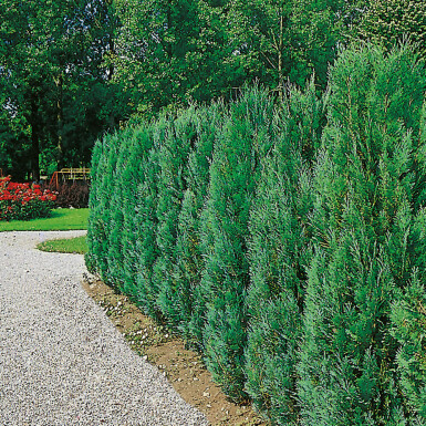 Cypres / Chamaecyparis Lawsoniana Columnaris Glauca 120-140 cm