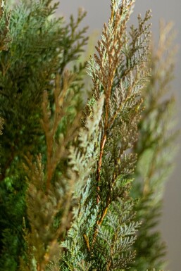 Cypres / Chamaecyparis Lawsoniana Columnaris Glauca 120-140 cm