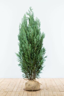 Cypres / Chamaecyparis Lawsoniana Columnaris Glauca 140-160 cm