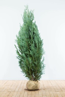 Cypres / Chamaecyparis Lawsoniana Columnaris Glauca 160-180 cm