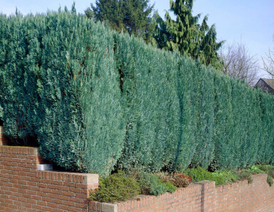 Chamaecyparis de Lawson Chamaecyparis lawsoniana 'Columnaris Glauca' Haie 160-180 Motte