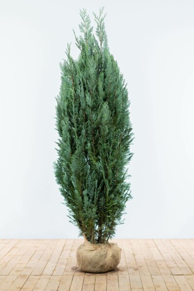 Cypres / Chamaecyparis Lawsoniana Columnaris Glauca 180-200 cm