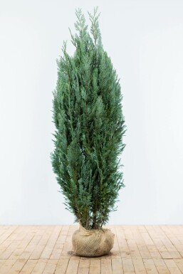 Cypres / Chamaecyparis Lawsoniana Columnaris Glauca 180-200 cm