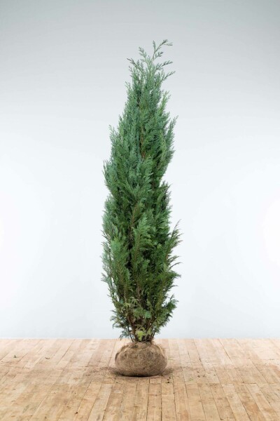 Cypres / Chamaecyparis Lawsoniana Columnaris Glauca 200-225 cm