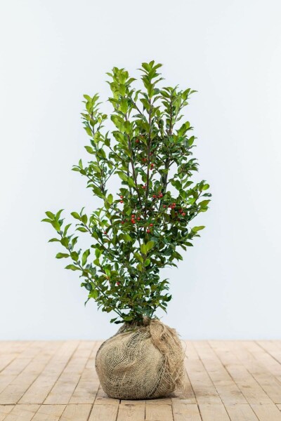 Houx / Ilex Meserveae Heckenfee 60-80 cm