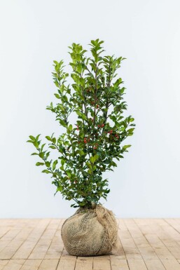 Houx / Ilex Meserveae Heckenfee 60-80 cm