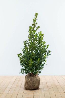 Houx / Ilex Meserveae Heckenfee 80-100 cm