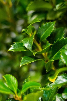 Houx / Ilex Meserveae Heckenfee 80-100 cm