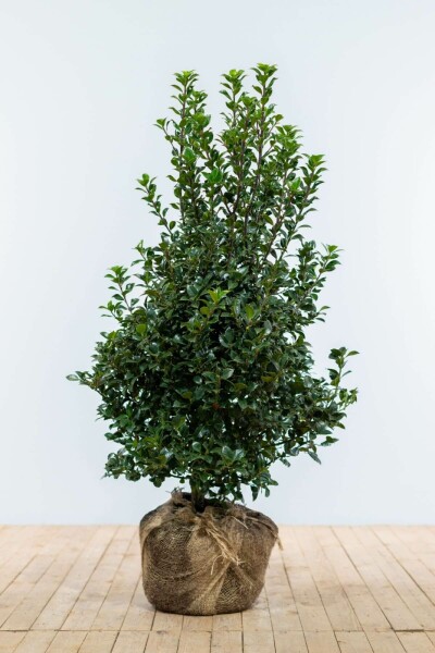 Houx / Ilex Meserveae Heckenfee 100-125 cm