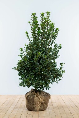 Houx / Ilex Meserveae Heckenfee 100-125 cm
