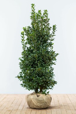 Houx / Ilex Meserveae Heckenfee 125-150 cm
