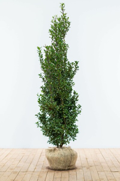 Houx / Ilex Meserveae Heckenfee 150-175 cm