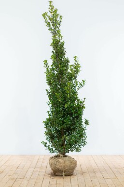 Houx / Ilex Meserveae Heckenfee 175-200 cm