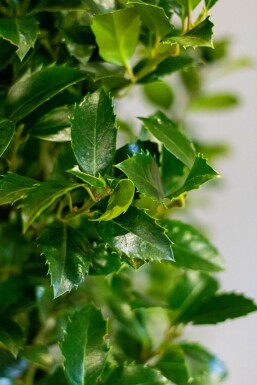 Chêne Ilex × meserveae 'Heckenfee' Haie 175-200 Motte