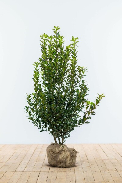 Houx / Ilex Meserveae Heckenpracht 60-80 cm