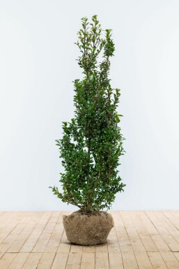 Houx / Ilex Meserveae Heckenpracht 80-100 cm