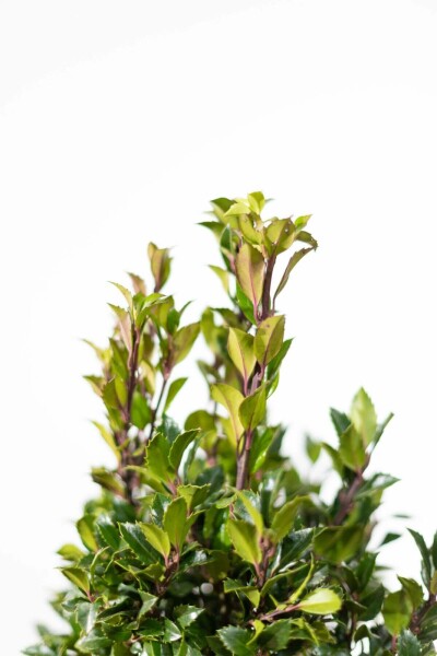 Houx / Ilex Meserveae Heckenpracht 80-100 cm