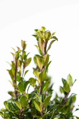 Houx / Ilex Meserveae Heckenpracht 80-100 cm