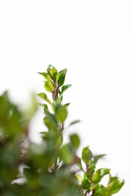 Houx / Ilex Meserveae Heckenpracht 80-100 cm