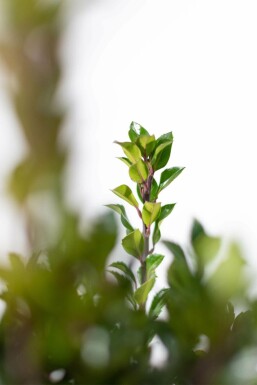 Houx / Ilex Meserveae Heckenpracht 80-100 cm