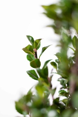 Houx / Ilex Meserveae Heckenpracht 80-100 cm