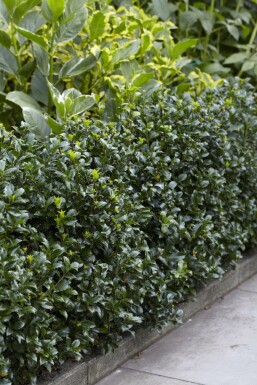 Houx / Ilex Meserveae Heckenpracht 80-100 cm