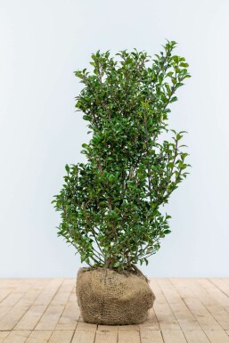 Houx / Ilex Meserveae Heckenpracht 100-125 cm
