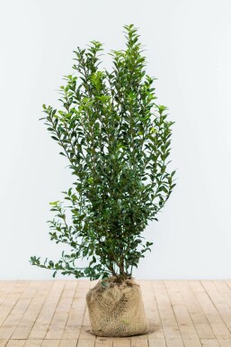 Houx / Ilex Meserveae Heckenpracht 125-150 cm