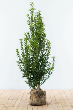 Chêne Ilex × meserveae 'Heckenpracht' Haie 150-175 Motte