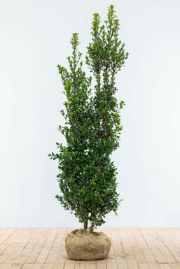Houx / Ilex Meserveae Heckenpracht 175-200 cm