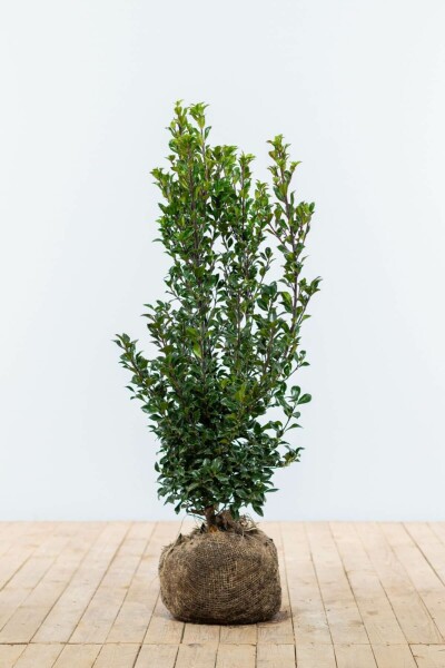 Houx / Ilex Meserveae Heckenstar 60-80 cm