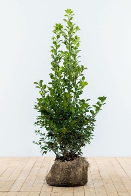 Chêne Ilex × meserveae 'Heckenstar' Haie 80-100 Motte Houx / Ilex Meserveae Heckenstar 80-100 cm