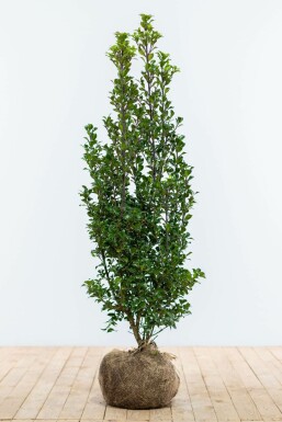 Chêne Ilex × meserveae 'Heckenstar' Haie 100-125 Motte Houx / Ilex Meserveae Heckenstar 100-125 cm