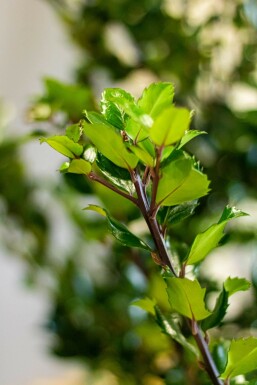 Chêne Ilex × meserveae 'Heckenstar' Haie 100-125 Motte