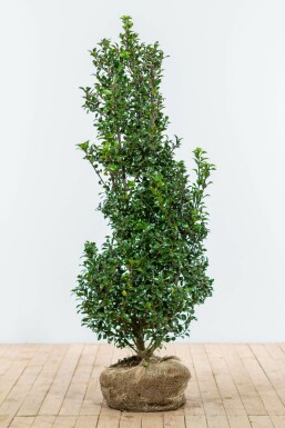 Chêne Ilex × meserveae 'Heckenstar' Haie 125-150 Motte Houx / Ilex Meserveae Heckenstar 125-150 cm