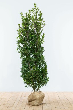 Houx / Ilex Meserveae Heckenstar 150-175 cm