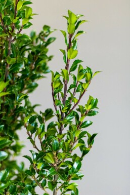 Houx / Ilex Meserveae Heckenstar 150-175 cm