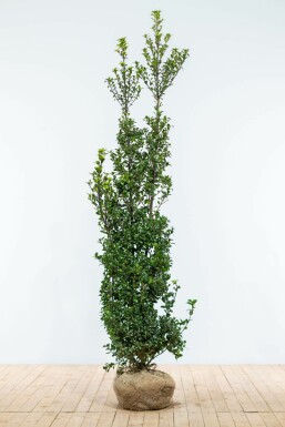 Houx / Ilex Meserveae Heckenstar 175-200 cm