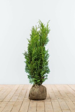 Cypres / Chamaecyparis Lawsoniana Columnaris Ivonne 60-80 cm