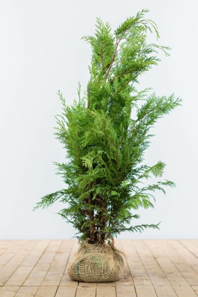 Cypres / Chamaecyparis Lawsoniana Columnaris Ivonne 80-100 cm