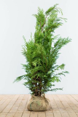 Cypres / Chamaecyparis Lawsoniana Columnaris Ivonne 80-100 cm
