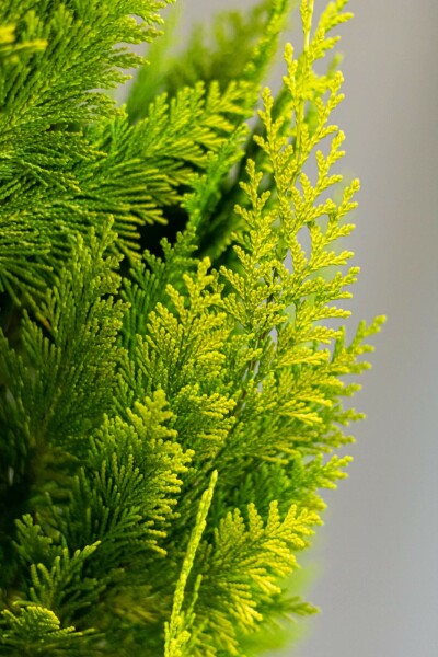 Cypres / Chamaecyparis Lawsoniana Columnaris Ivonne 80-100 cm
